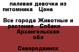 палевая девочка из питомника › Цена ­ 40 000 - Все города Животные и растения » Собаки   . Архангельская обл.,Северодвинск г.